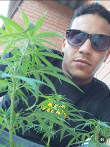 Daneoner13 Public Bilde