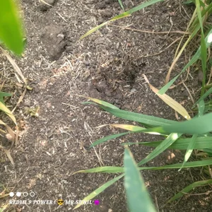 Desi_boy_fuck Public Billede