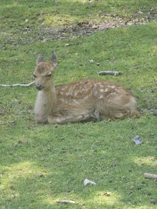 First time meeting deers🤩🥰 de Sarah-Stoner Foto 9
