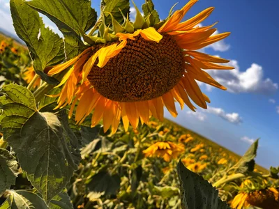 EvaThopson sunflowers Εικόνα 2