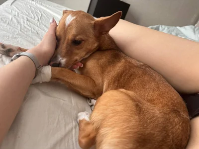 MercBoone my pets :3 Pic 7