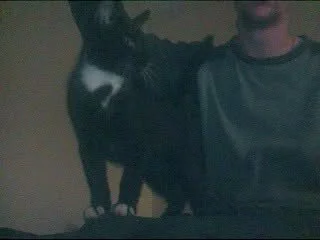 my fur babies over the years de Opondestre00420 Foto 8
