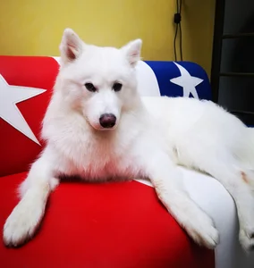 Mysunshine_ Logan Dog 🐶 Foto 8