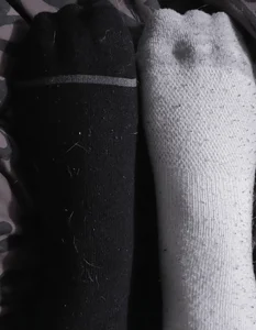 Camellia-Pink Photos Gambar 3