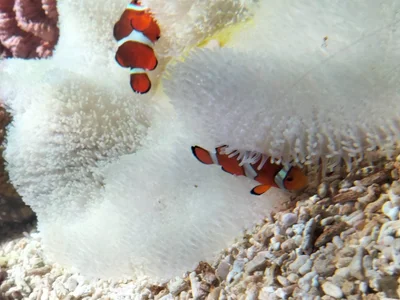 Angels1-2-3-4-5 Public Pic 2