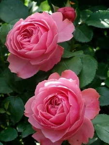 PIG_FUCKER_DADDY Public  5টি ছবি