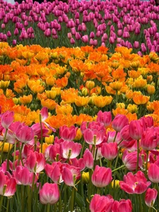 Candy_Sweetie_ Beautiful flowers Hình 6