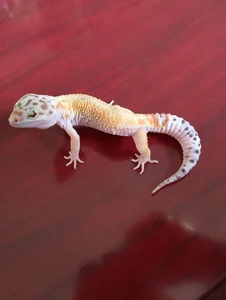 ao_chan_o0 ️🩵🦎ラブちゃん成長記🦎️🩵 Pic 8