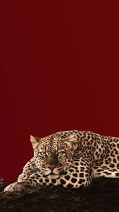 sayo_mao18 kitty . fénykép