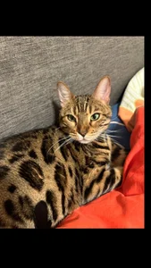 Zdjęcia MelissaMelrey meaw: 