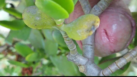 jhonschen's Nudo tra la natura Sex Photo 9