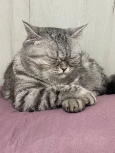 ShaiyaMinn3 Bun Foto 6