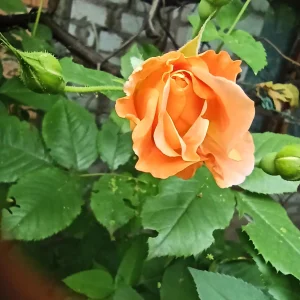 LovelyHelena My garden Pic 7