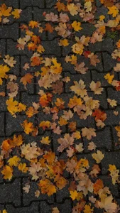 🖤 od JuneWoods  2 snímek