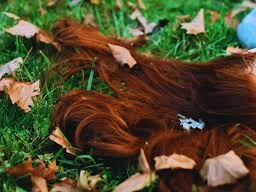 Harley_Quinsy Public Foto 2