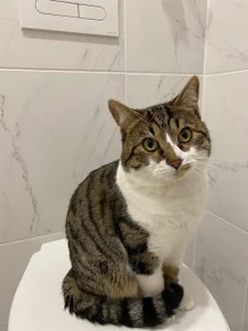 Zdjęcia Sexy_Lava my cat says meow happy holiday everyone:  2