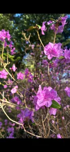MelissaMelrey: Spring🏞 ( 4 фото)