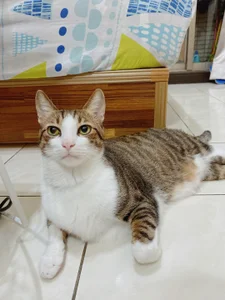 a0513 麻糬乾爸專區 صورة واحدة|a0513 麻糬乾爸專區 صورتان|a0513 麻糬乾爸專區  4 صور|a0513 麻糬乾爸專區  4 صورة