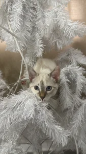 Barbiebrunette_ Mi🐈 зображення