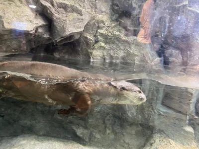 Zdjęcia mami_ch 水族館にいきました🐟:  4