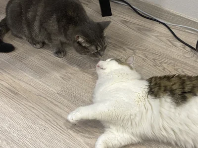 CindyMil My kitten Foto