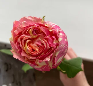 Zdjęcia AriellaTesk Gifts from Members:  4