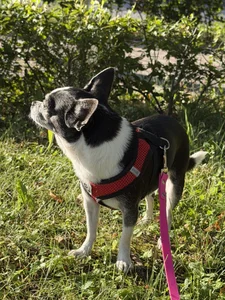 Elis_Fox my beautiful Dana 🐶🐕❤️ 사진 7