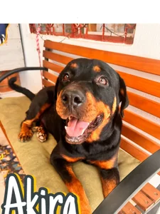 Redlu_1 Family Dogs fundation♥ Hình 8