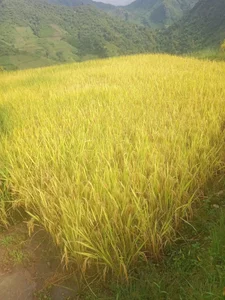 Zdjęcia MayLove_22 Mùa lúa chín: 