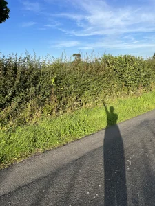 LoveLavenderx Public Foto 3