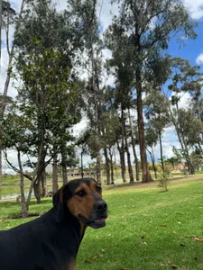 bonnie_moon_ mis enanos 🐶🐾 max, lulu y oddi 💕 Kuva 8