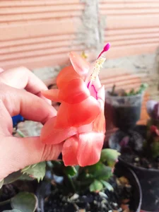 helen_bunnnyx My plants❤️‍ Pic 4