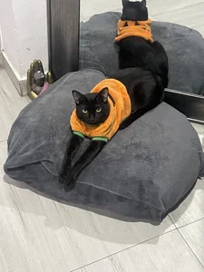 tom_Howard 🐱 사진 9