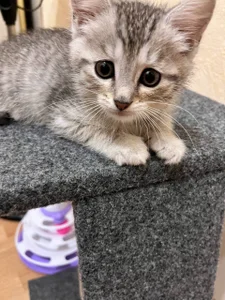 EvaThopson my cat Whiskey Foto 6