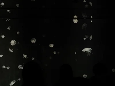 水族館 de souitirou20  9 Imagens