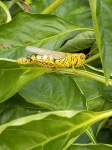 hello de sunnydude255 Foto 2