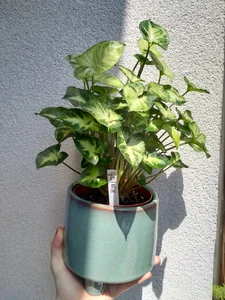 Plants from my lovers <3 wanna buy me plant? Check my tip menu:) de SluttyBanana Foto 2