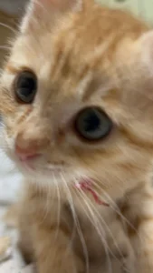 im_hina2 Public Εικόνα