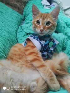 sweetdubros2のSimba🥹😻の 3枚の写真