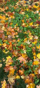 AliceAllard autumn vibe Εικόνα