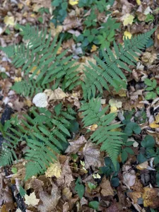 MistyBarnes mmm Pic 2