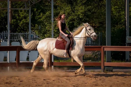 New Adventures with Horses de SuchArt_  5 Imagens