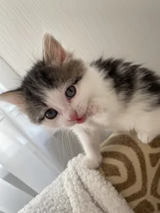 CindyMil my kitty Εικόνα 5