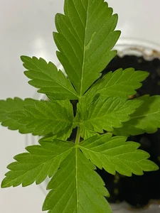 My plants od VickyJackson_  9 snímek