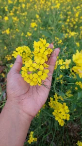 Sima--Roy <3 Hình 5