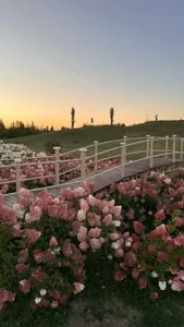 LixeLuna Public Billede