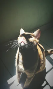 MIS MASCOTAS/MY PETS de Sweet_sully__ Foto