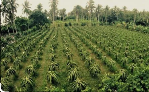 Lady_NovaX My farm. Pic