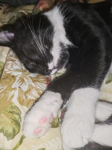 Nana_Osaki1's cat Sex Photo 5