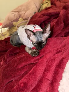 sofi_sc My Sphynx Cat! Elias Poză